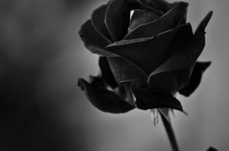 Escribir En Foto Rosa blanco y negro 1 333x220 - Escribir En Foto Rosa blanco y negro